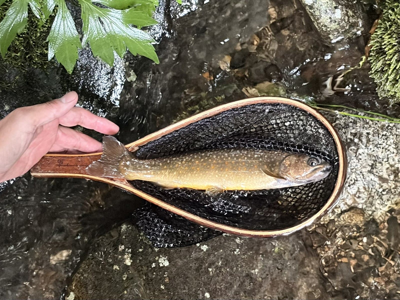 釣れたイワナ